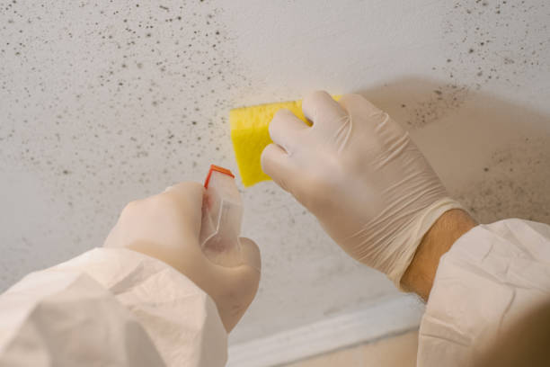 Best Real Estate Mold Inspection  in Yosemite Valley, CA
