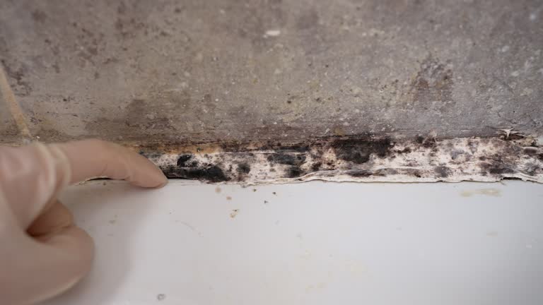 Best Basement Mold Removal  in Yosemite Valley, CA